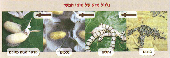 (בספר שלוש תמונות, היעזר במנחה)